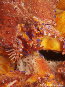 Puget sound King crab close-up, just for the colours. Qua... by Bea & Stef Primatesta 